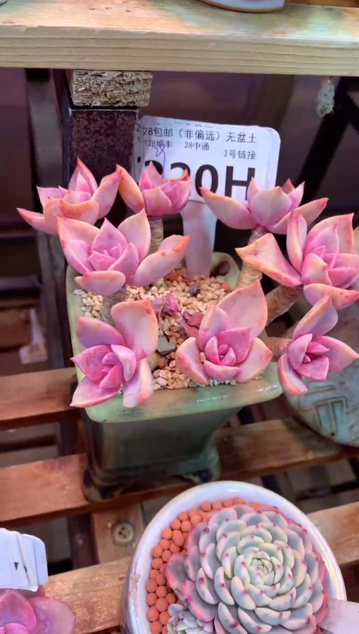 320H（一物一拍，精品多肉，w所见即所得 ）