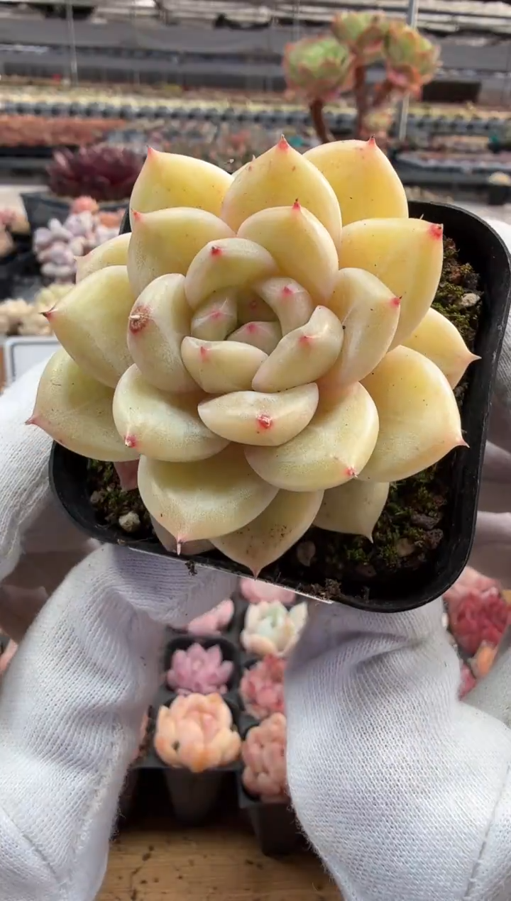 东云多肉园二店-185