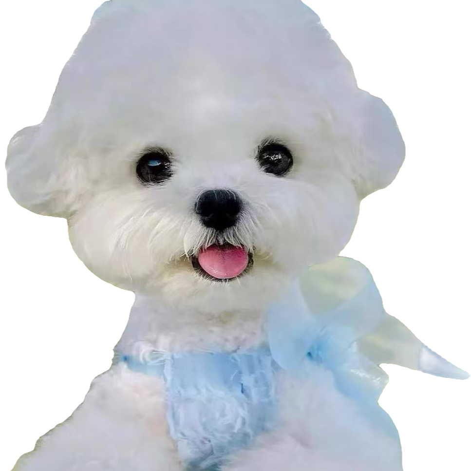 宠物小型犬比熊GG