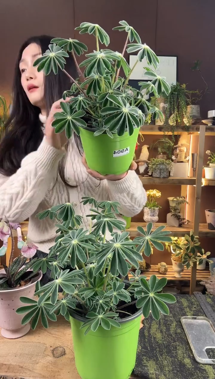 以实际为准y****5904鲁冰花育苗盆
