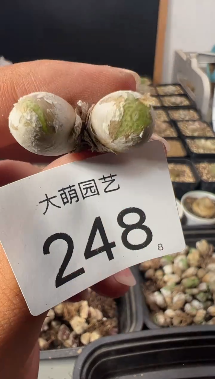 一物一拍          248