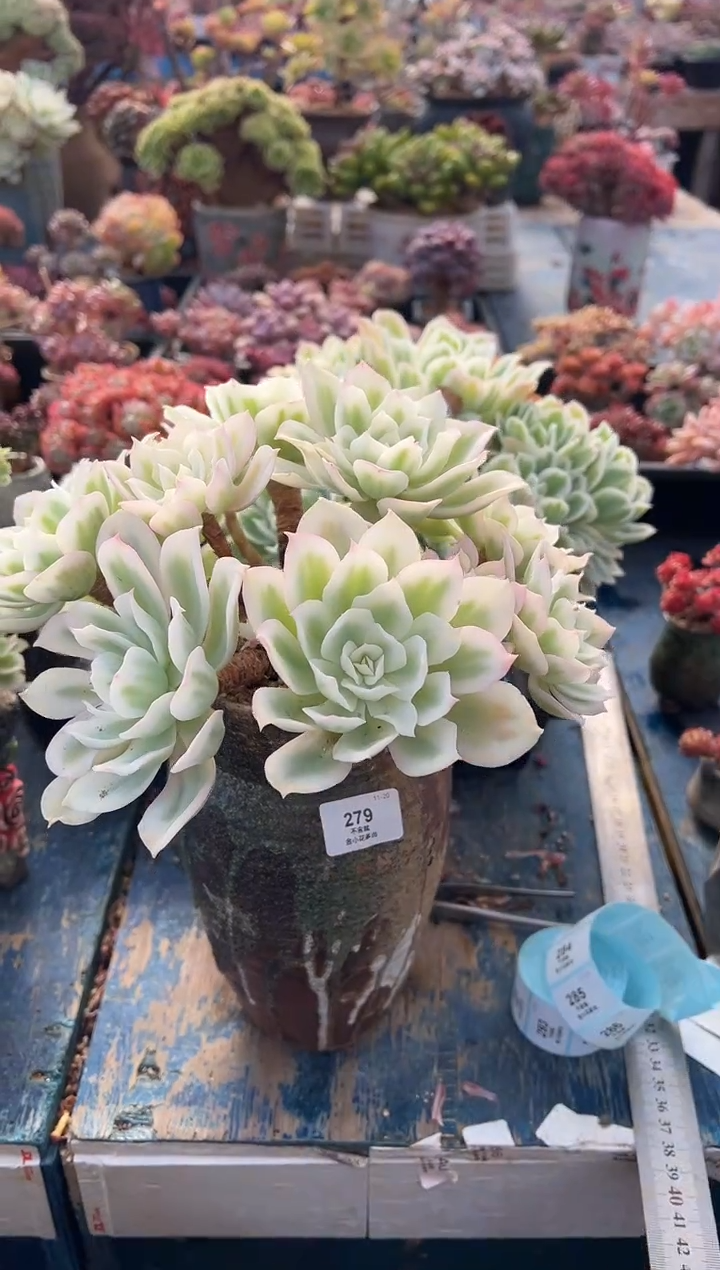 叮*车279              不带盆