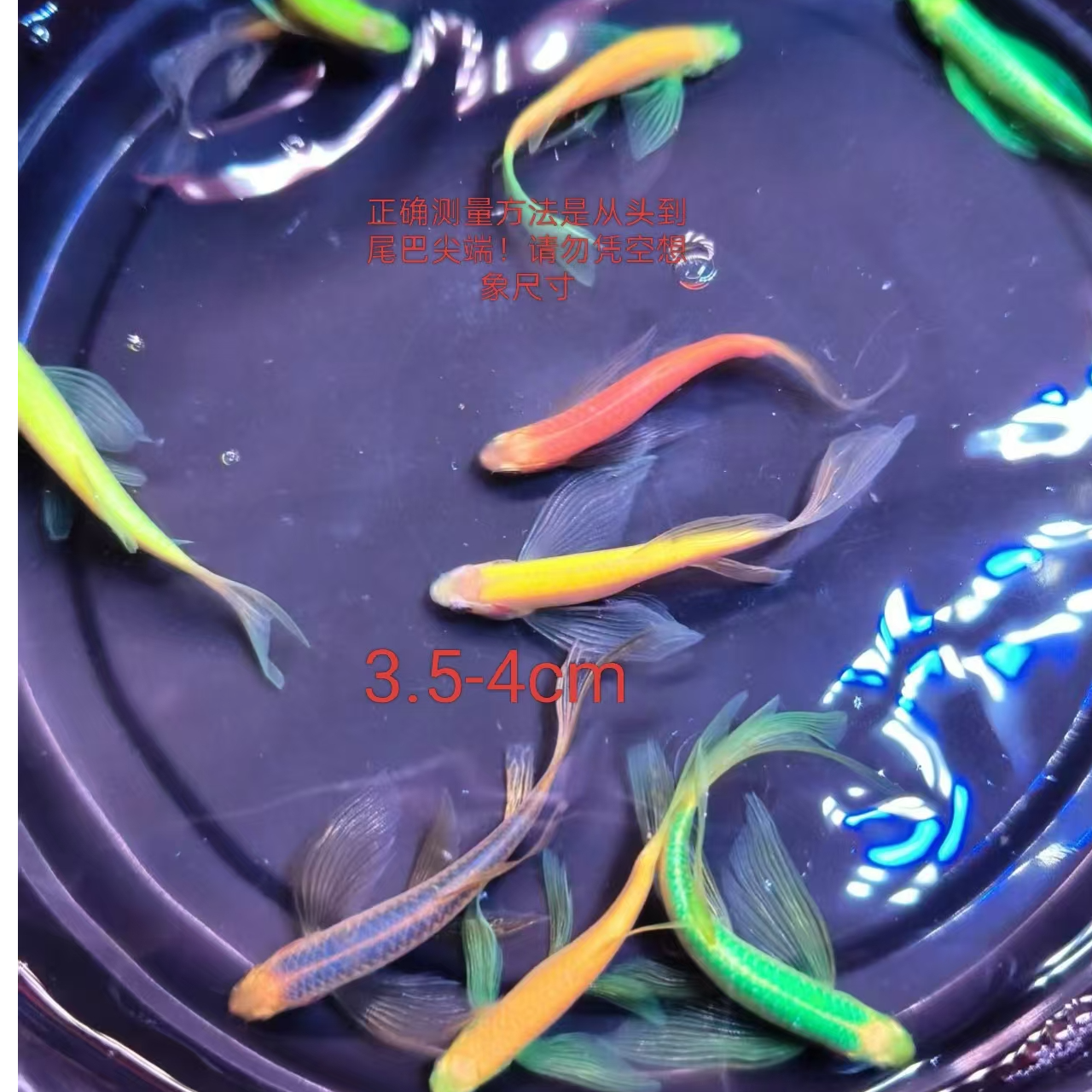 蝶翼斑马鱼长尾长鳍热带淡水小型观赏鱼好养活活体宠物鱼