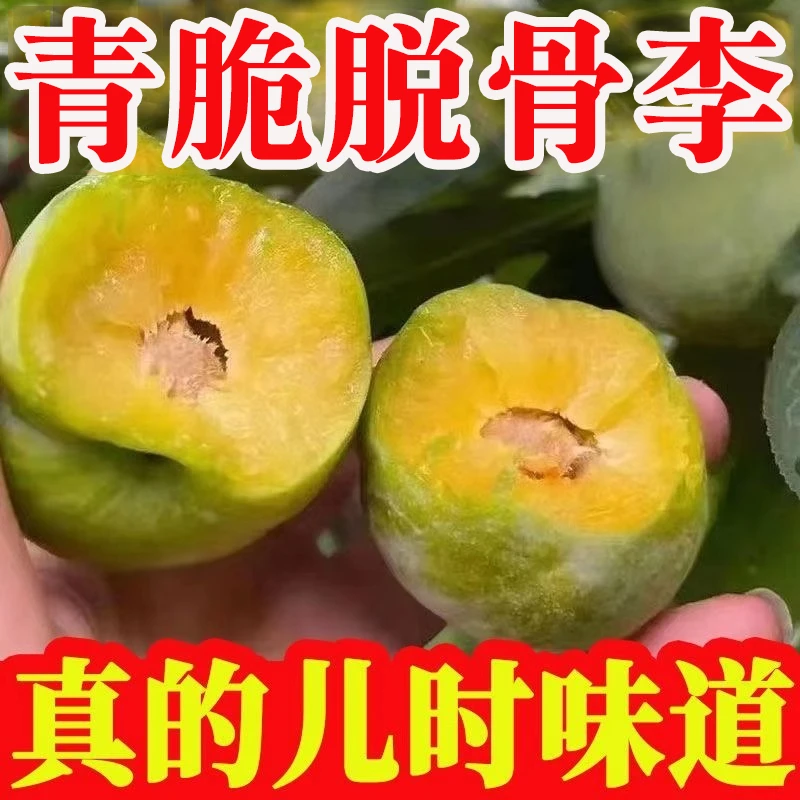 脱骨李子新鲜水果大甜青脆半边茵红李树上熟当季包邮