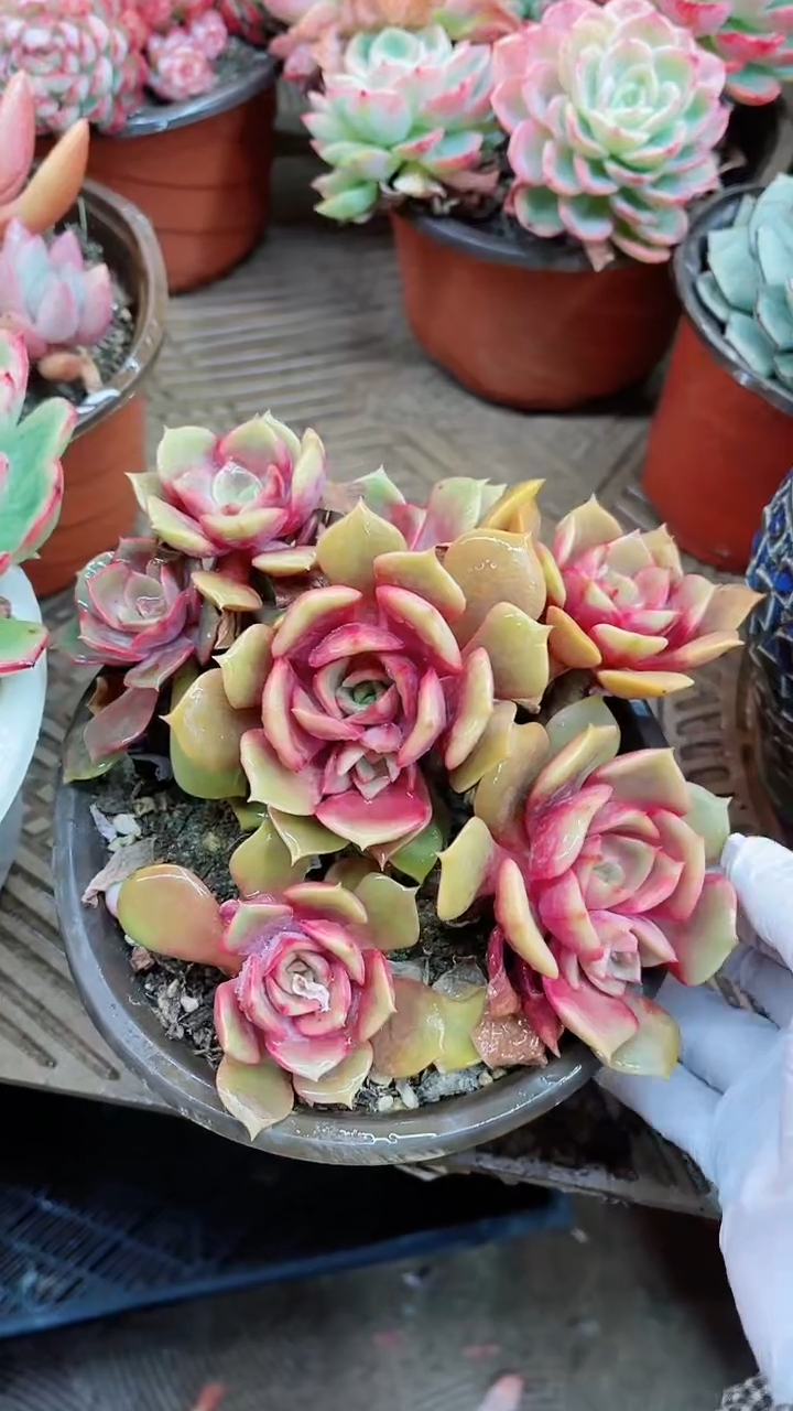 【闪购商品】16013