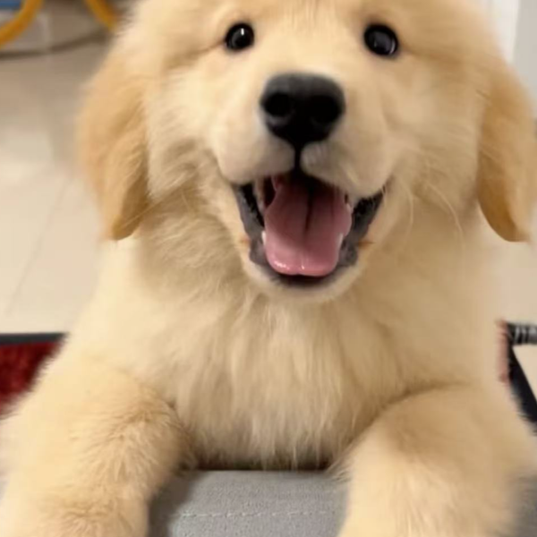 (三金家)狗狗活体