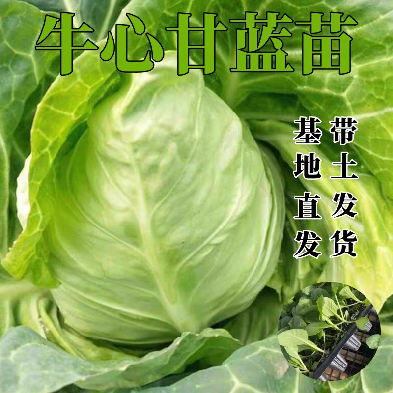 大连溯源圆牛心菜3斤2个菜京东送货上门