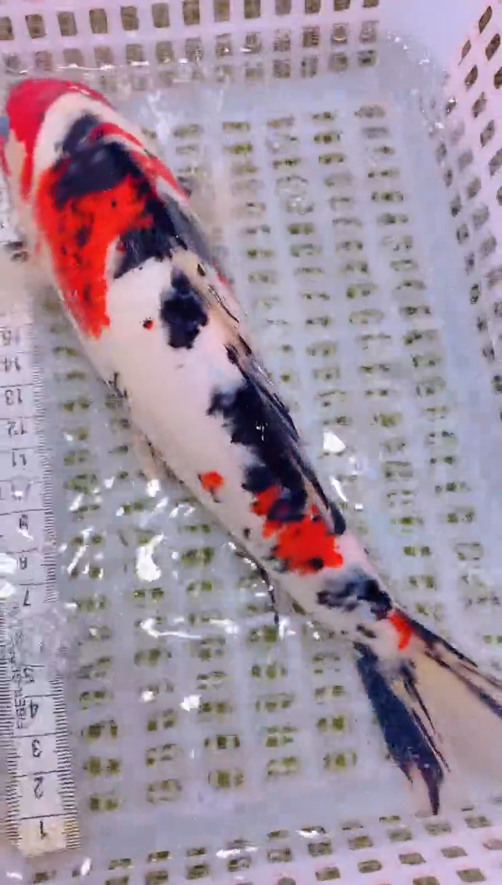 锦鲤冷水观赏鱼全场包邮194