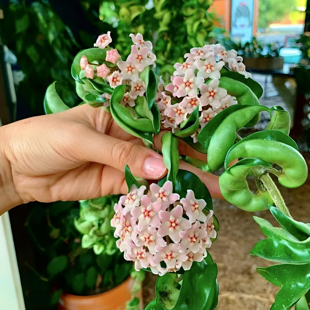 卷叶球兰室内阳台爬藤植物