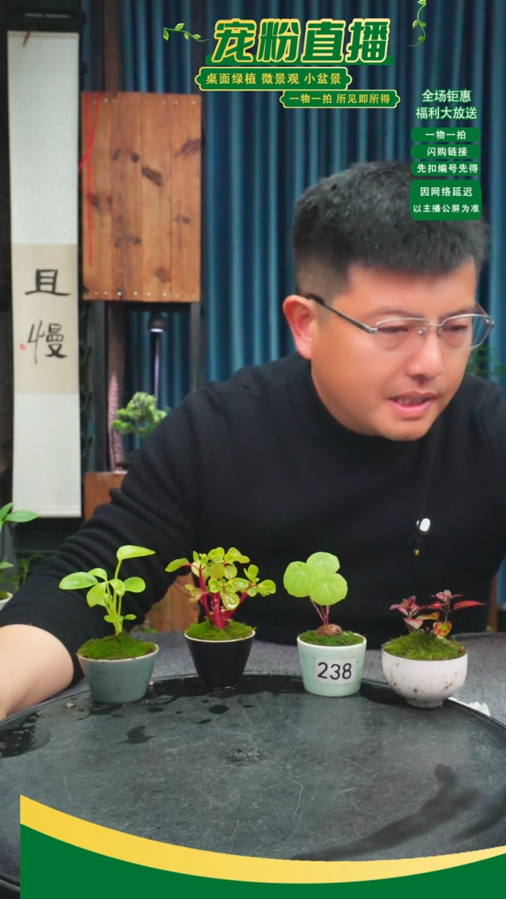 无花朵儒**香苔藓微景观238号