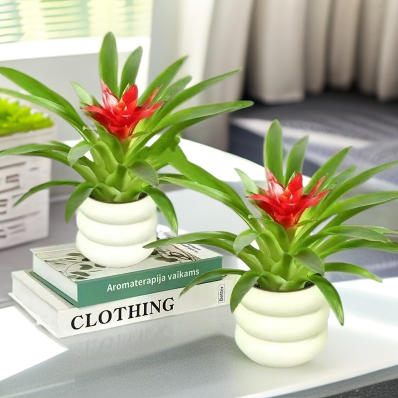 【买一送一小红星】鸿运当头盆景室内植物红花卉盆栽绿植凤梨阳新王