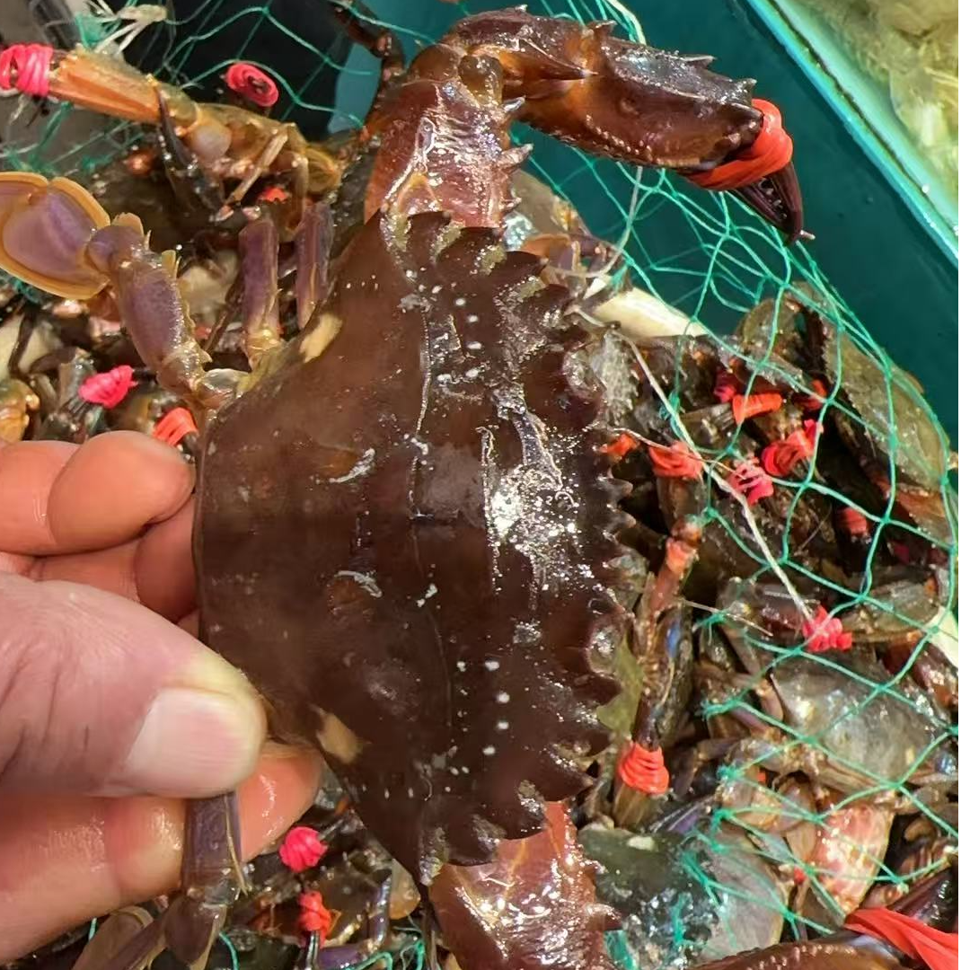 A北行寻海 鲜活赤甲红【保鲜不保活】