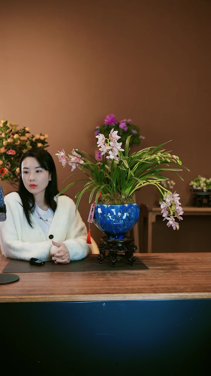 【闪购商品】盆景金边樱桃