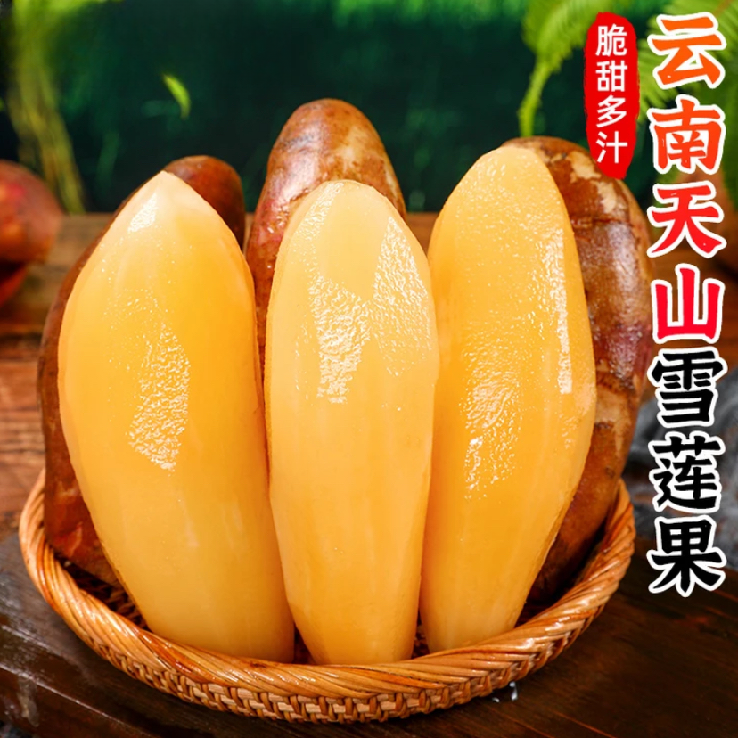 【雪莲果种子】新鲜雪莲果种子天山雪莲果优质种子