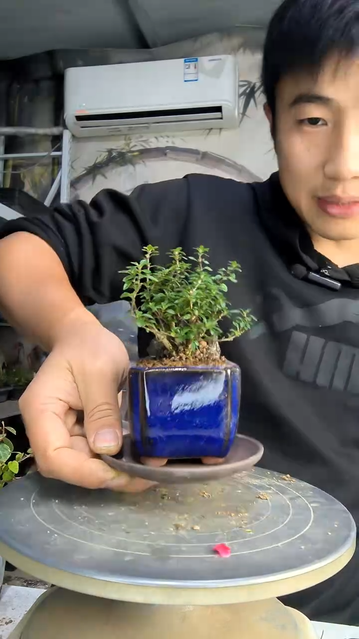 ?****?中青园艺一物一拍花462