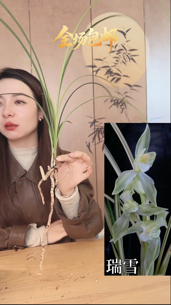 当前无花栽培后可以开花：瑞雪