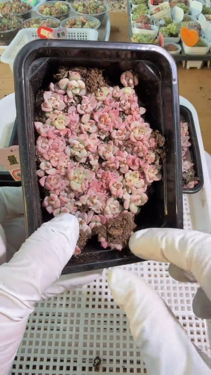 梦X东云切糕1盒 量拍多肉植物