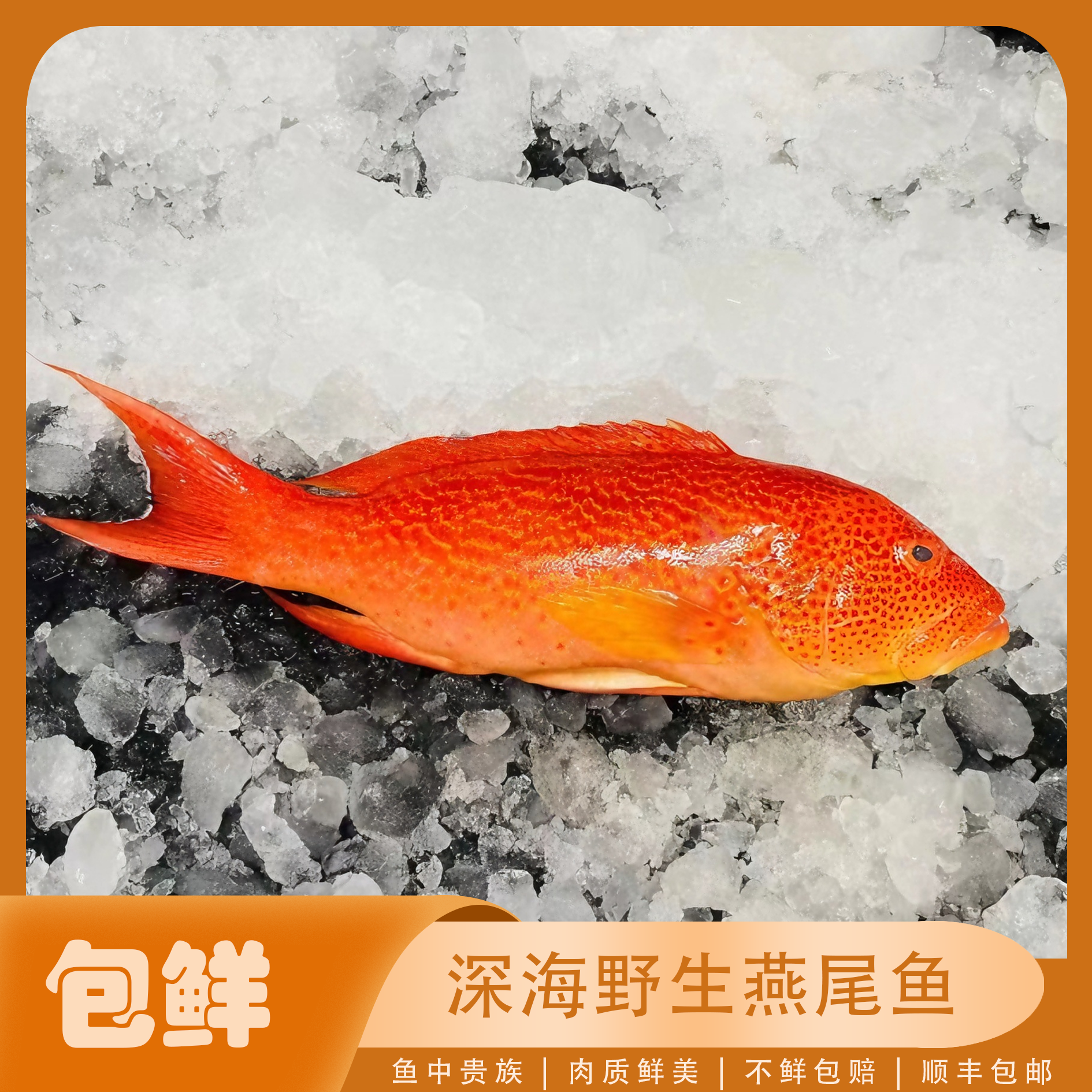 野生燕星鱼深海新鲜肉质鲜美 直播现称现卖（保鲜不包活）顺丰包邮