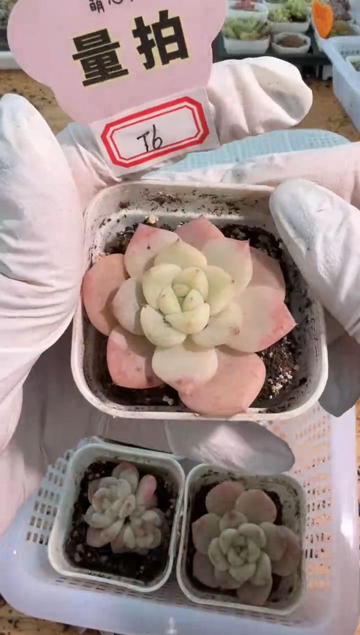 T6五方一盆 单双混 量拍混发