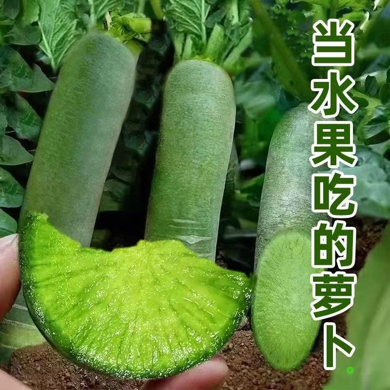 【潍坊直发】水果萝卜正宗山东潍坊脆甜多汁生吃微辣青萝卜沙窝萝卜