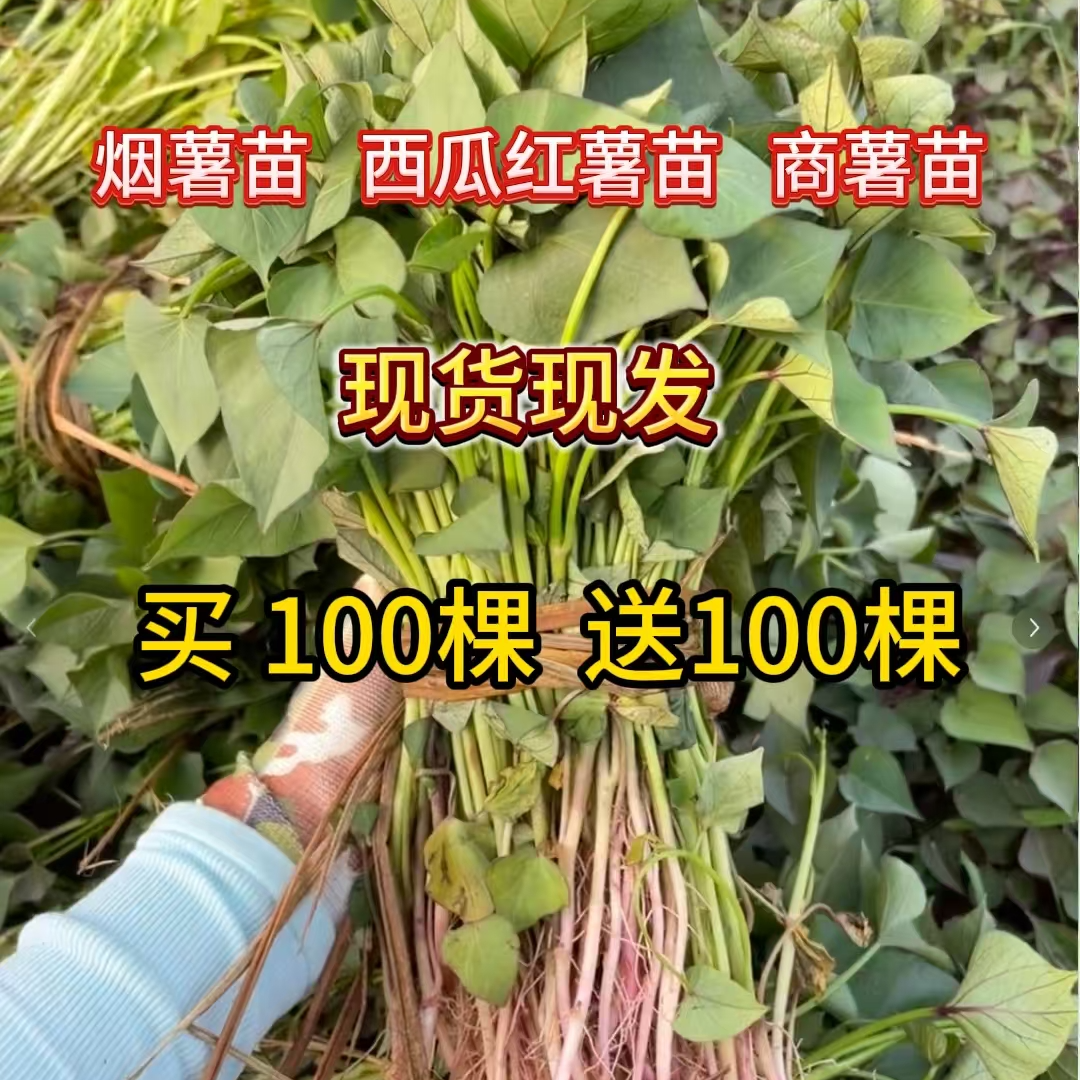 脱毒正宗红薯秧苗烟薯25地瓜苗蜜薯苗红心红薯苗地瓜秧苗