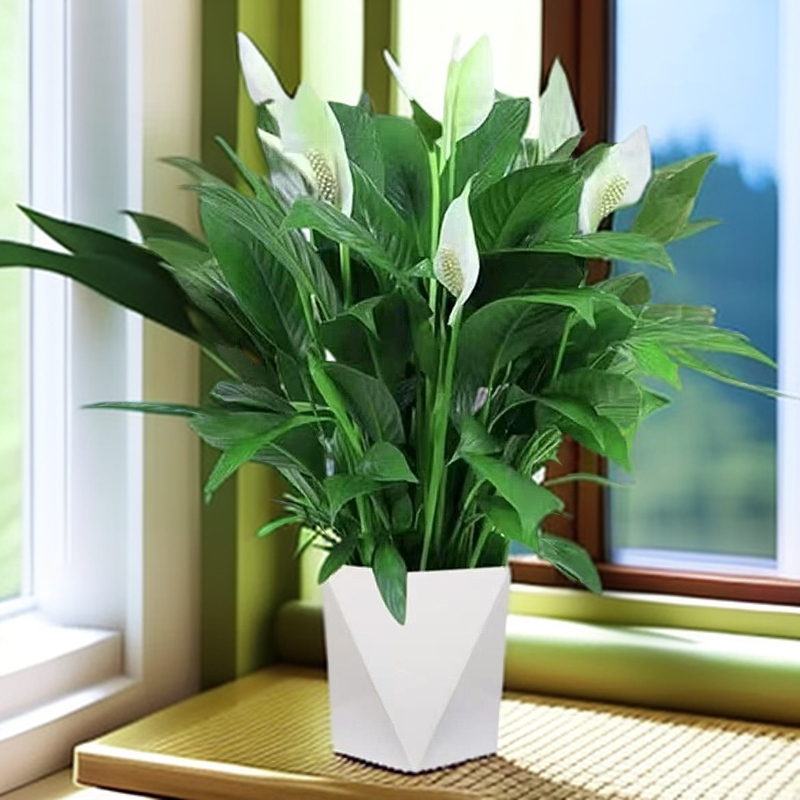 白掌一帆风顺水培四季开花年宵花卉绿植物盆栽水培白掌室内客厅王