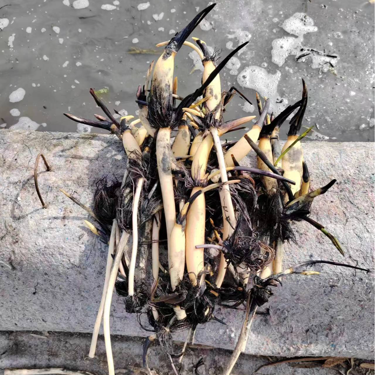 白洋淀荷花苗古代红莲