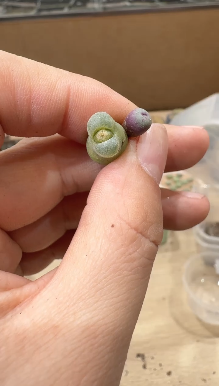 多肉植物肉锥16-277