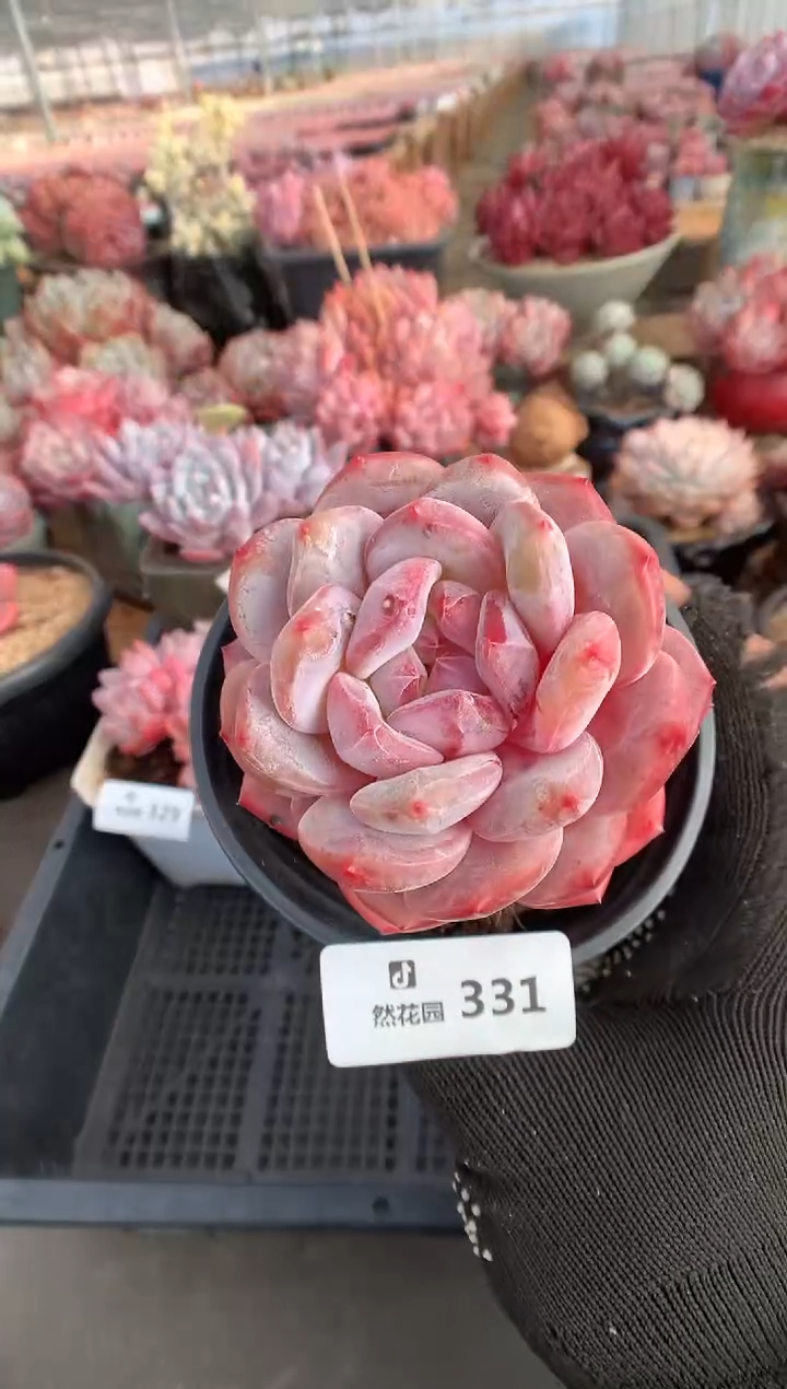 331粉星影多肉植物一物一拍