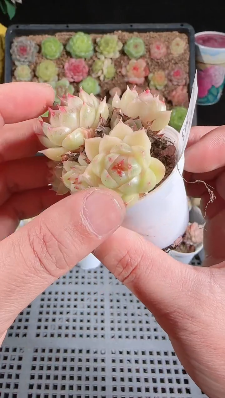 多肉1128-243群生不包整