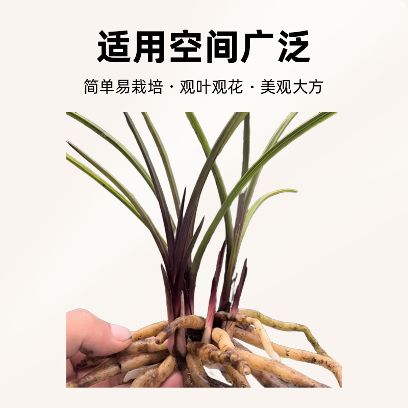 九寨慧兰红草兰花-一物一拍———自然种植兰花