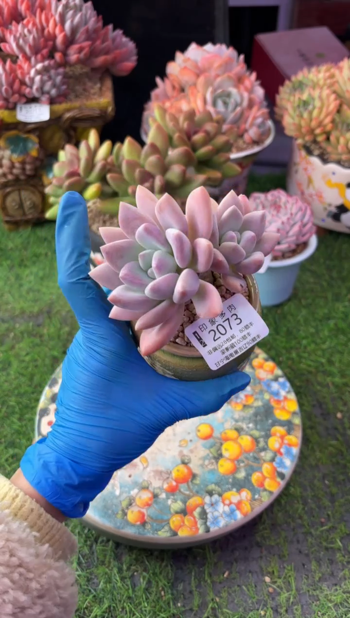 昆明印象多肉2073