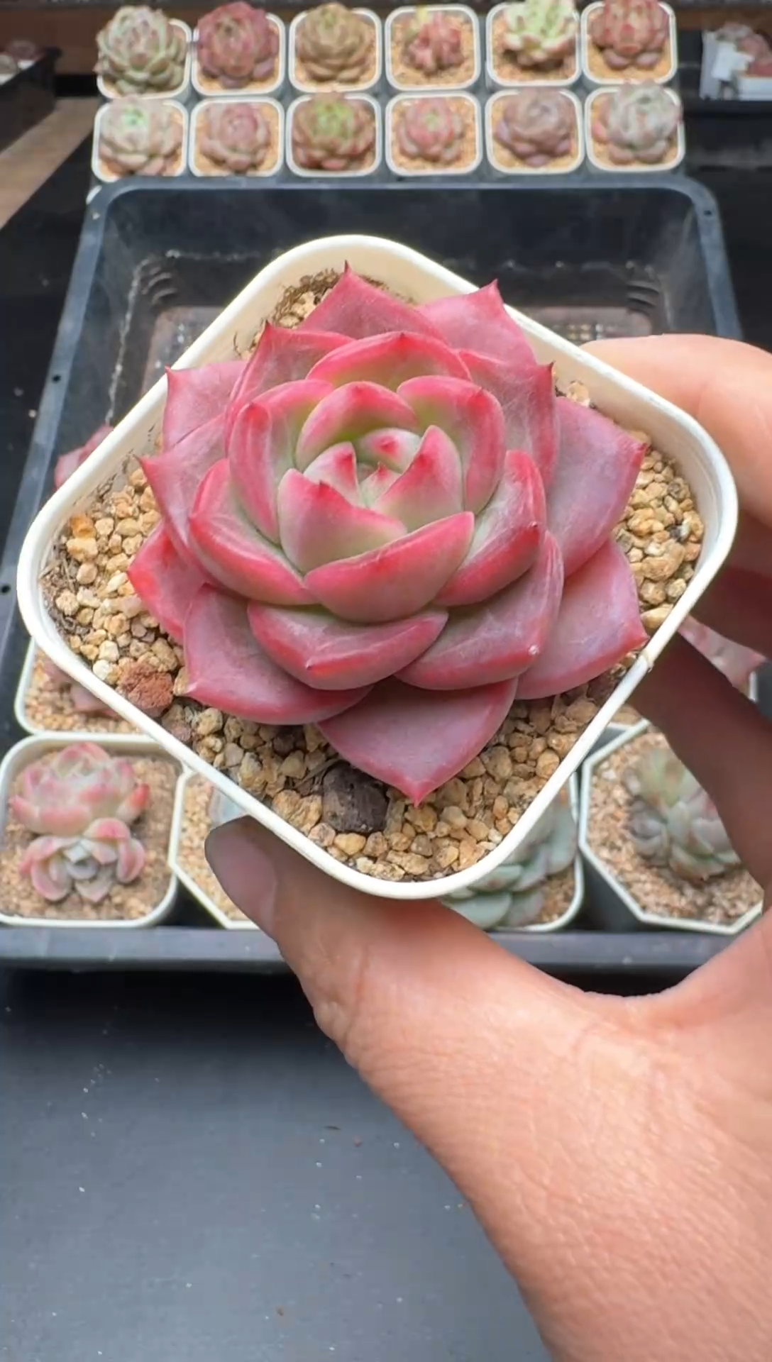 【闪购商品】539A号一物一拍多肉花卉植物拍3颗起发