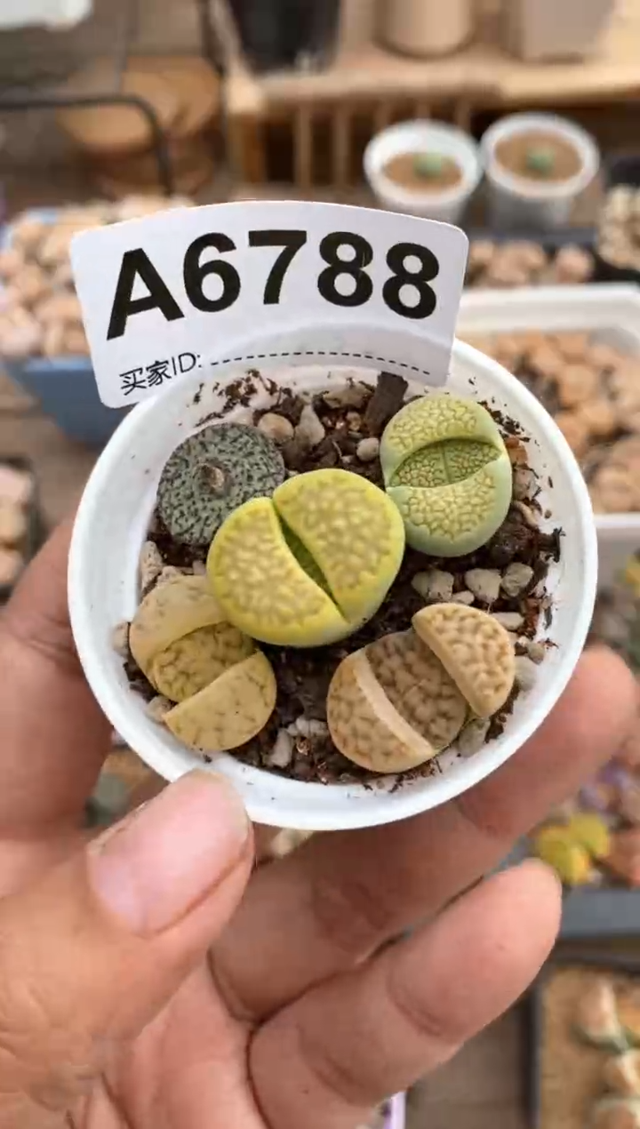 【闪购商品】6788直播一物一拍