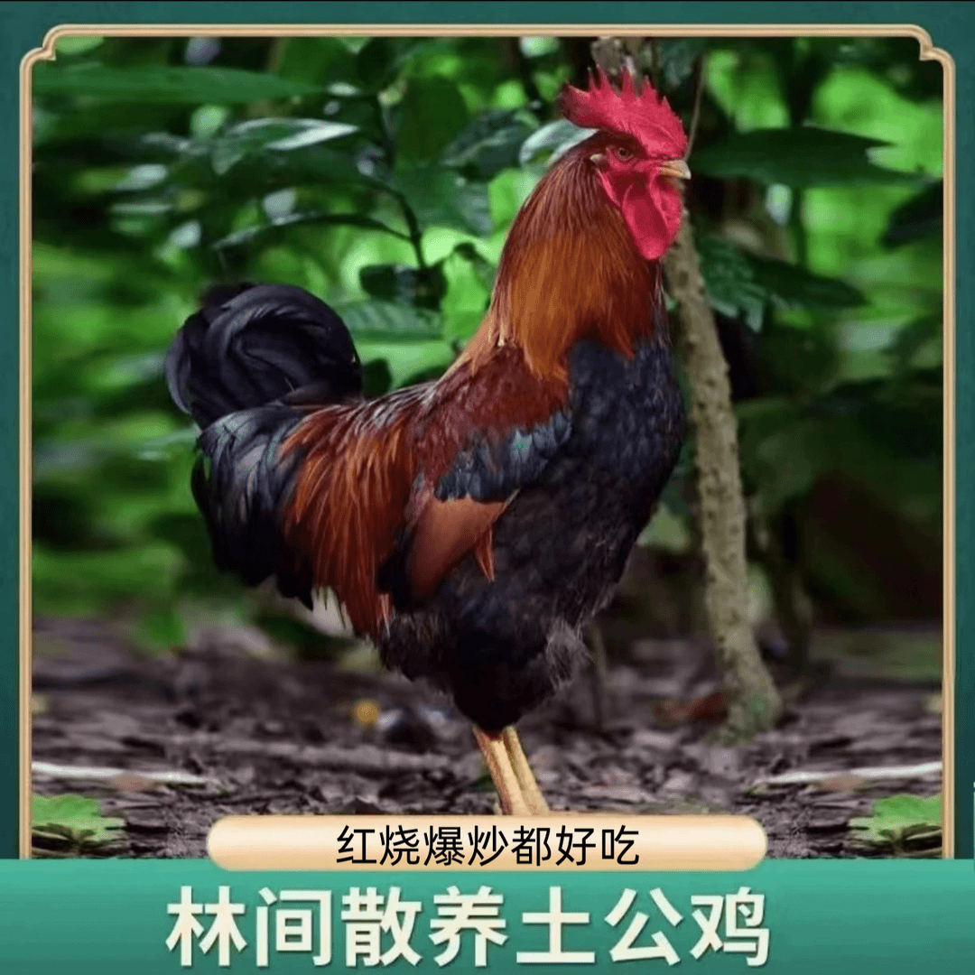 净重7-8斤左右带内脏【买一送一】两只大公鸡毛重14斤左右冷链包邮