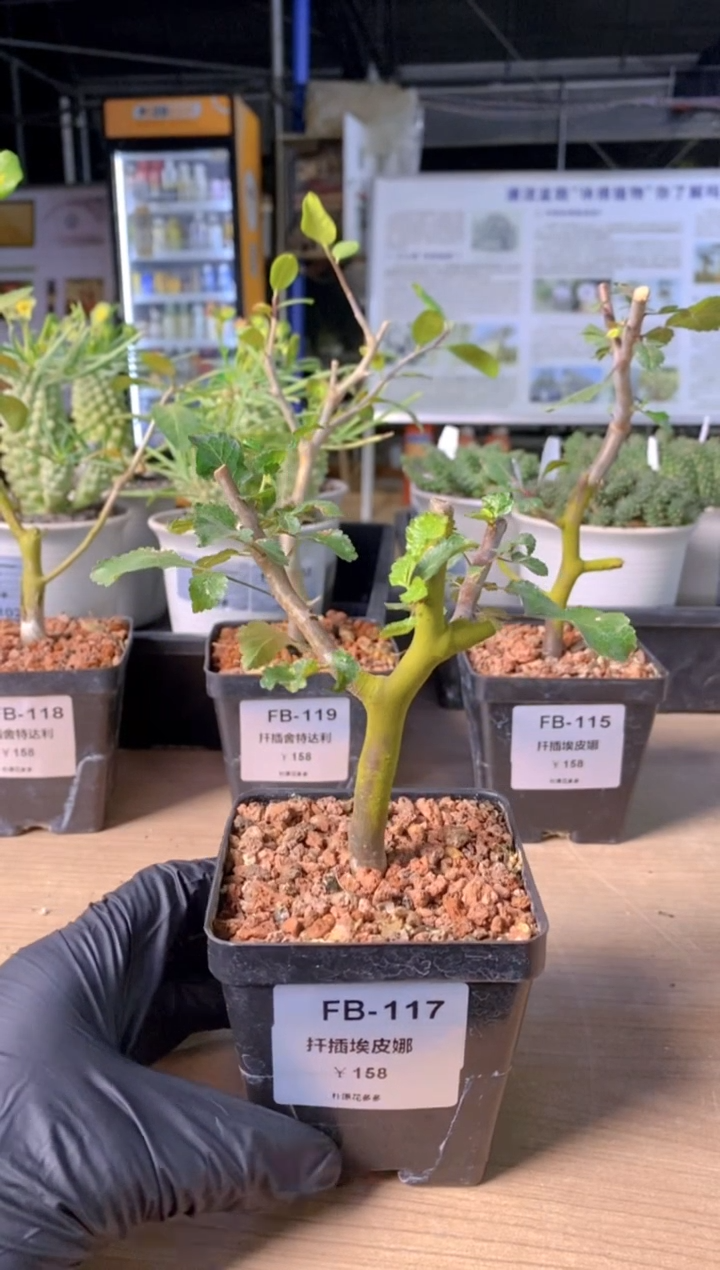 【闪购商品】扦插埃皮娜FB-117