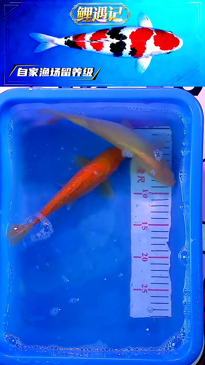 锦鲤12月23日锦鲤41