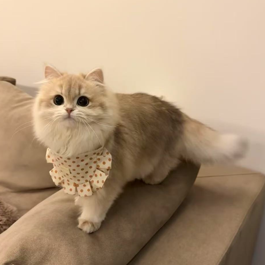 【金宠猫猫甄选】精选猫咪