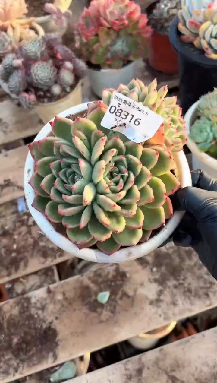 黄**娜阿迷洲多肉花卉08316