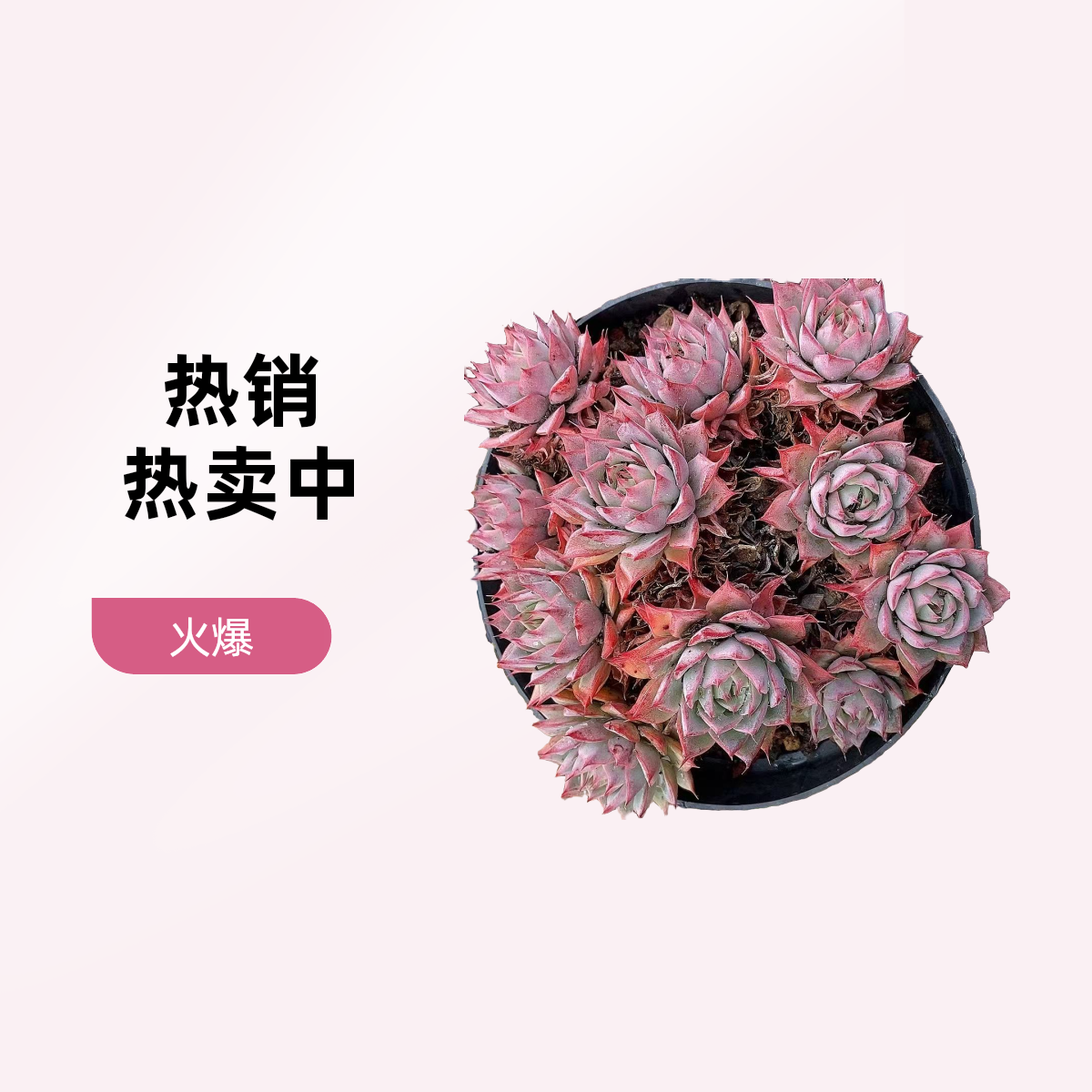 老桩林吉安娜  熊猫多肉（满19包邮）  庭院美观  净化空气  