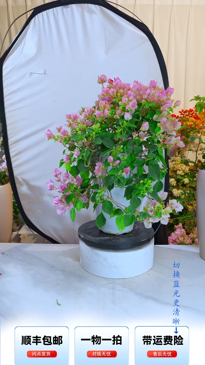 大部分开放少量花苞暗斑五宝