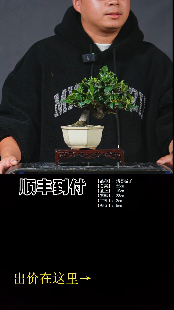 无花朵清誉栀子bubaoyou