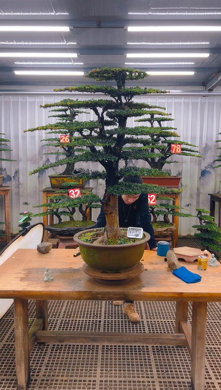 无花朵精品盆景直播间一物一拍