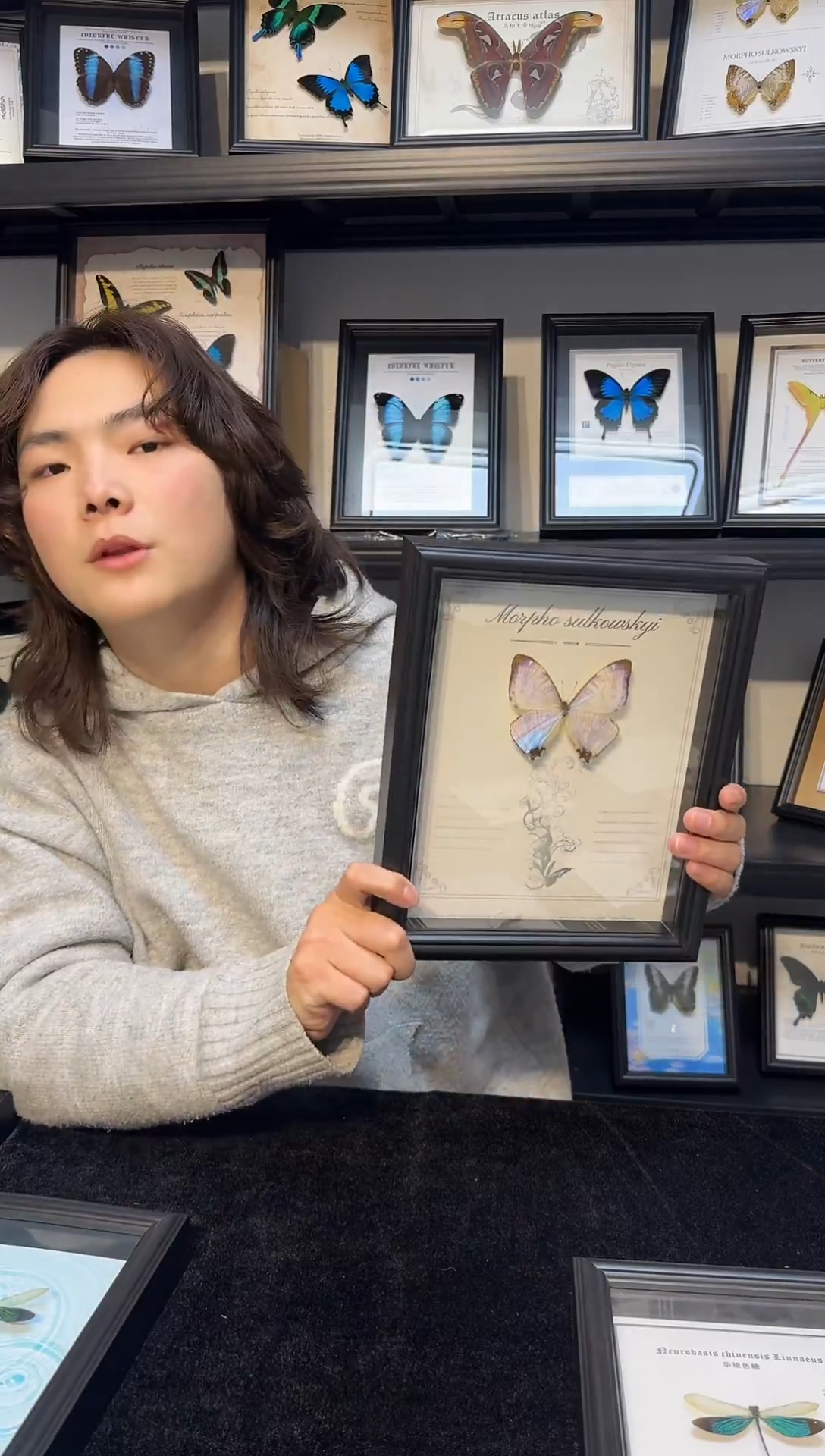 玻璃真实蝴蝶标本