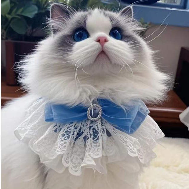 霞姐家的新脸版布偶猫（小悦）