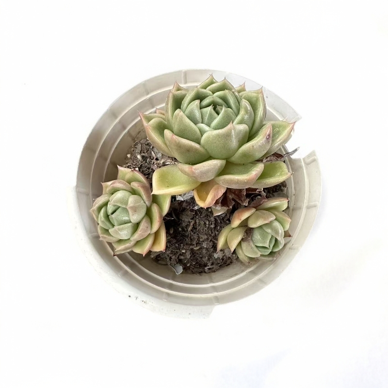 老群白玫瑰（两单包邮）