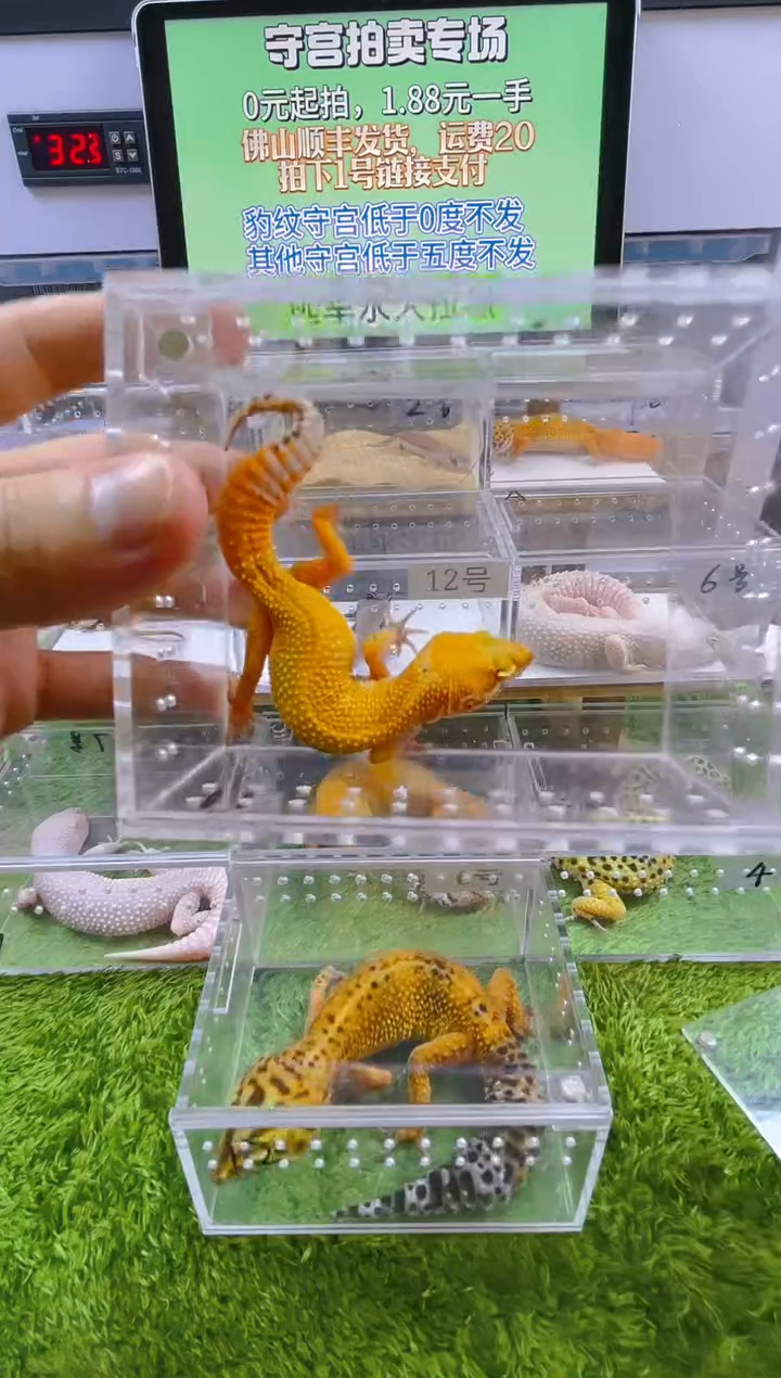 豹纹守宫守宫可爱温顺迷人好看