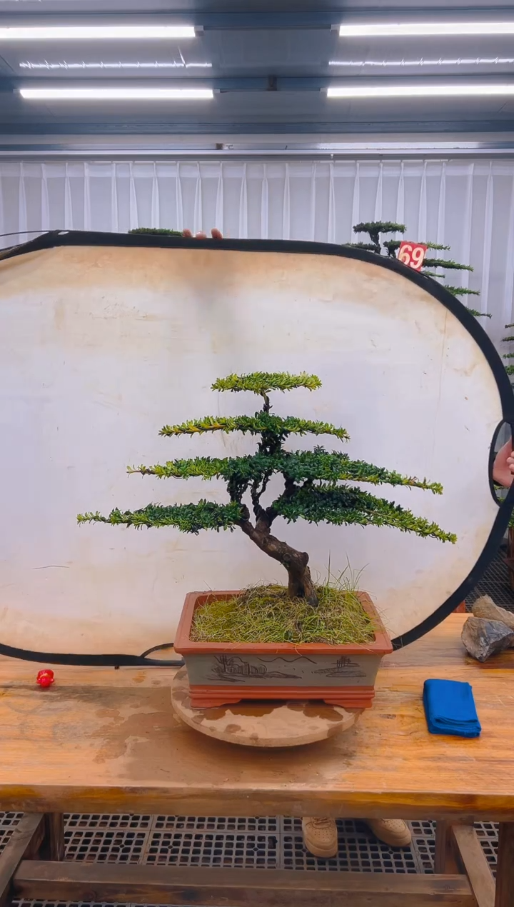 【闪购商品】紫砂精品盆景直播间一物一拍