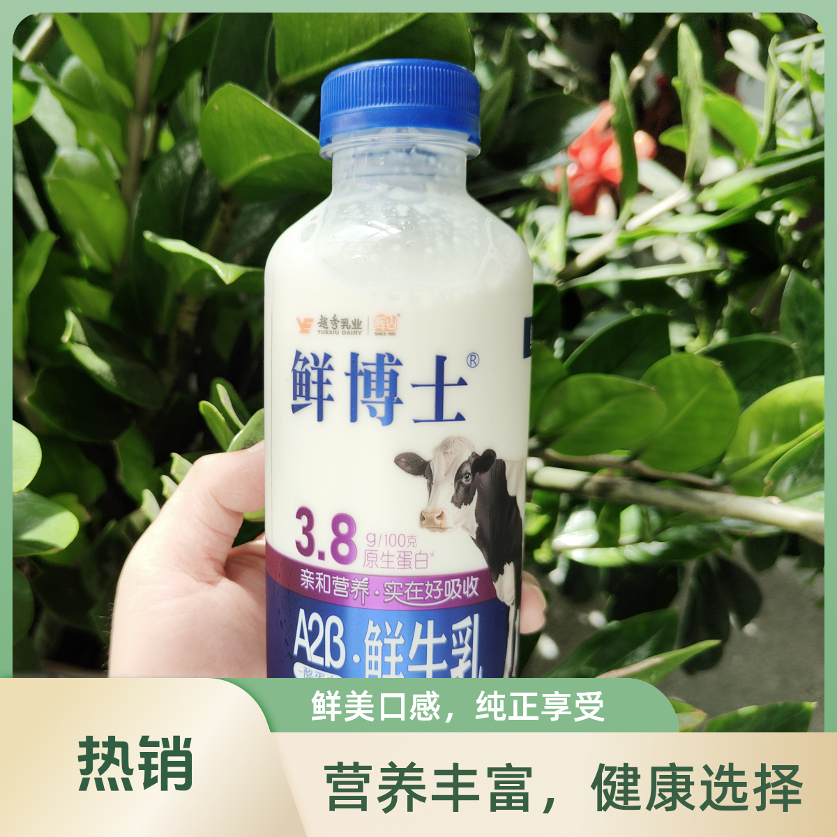 鲜博士3.8鲜牛乳500ml/瓶鲜牛奶