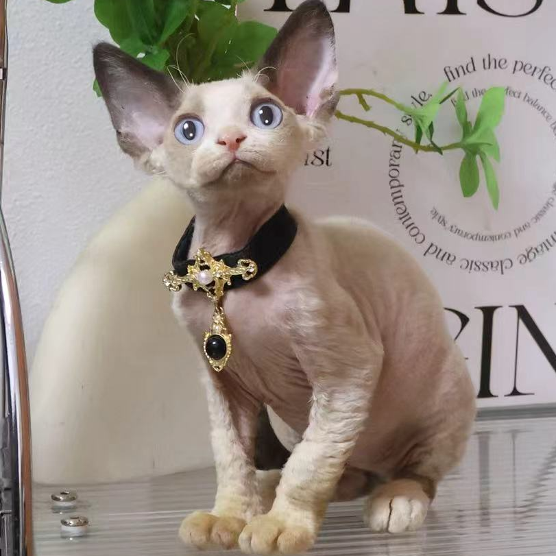 【蔚蓝】德文卷毛猫海豹色弟弟-芝士